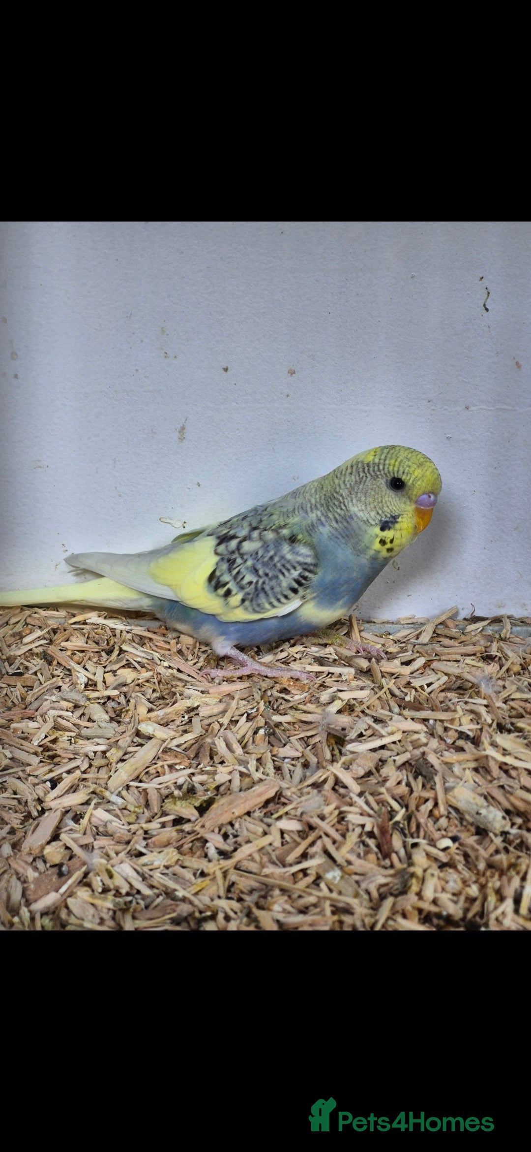 Budgerigars birds for sale: Baby Budgies £25, Male/Female £20/25Cockatiels £80 - Advert 9