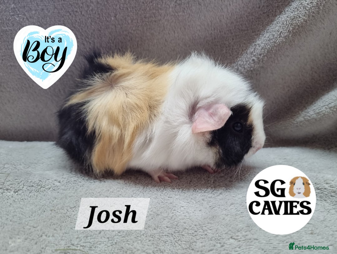 Guinea Pig rodents for sale: Stunning baby guinea pigs available  - Image 7