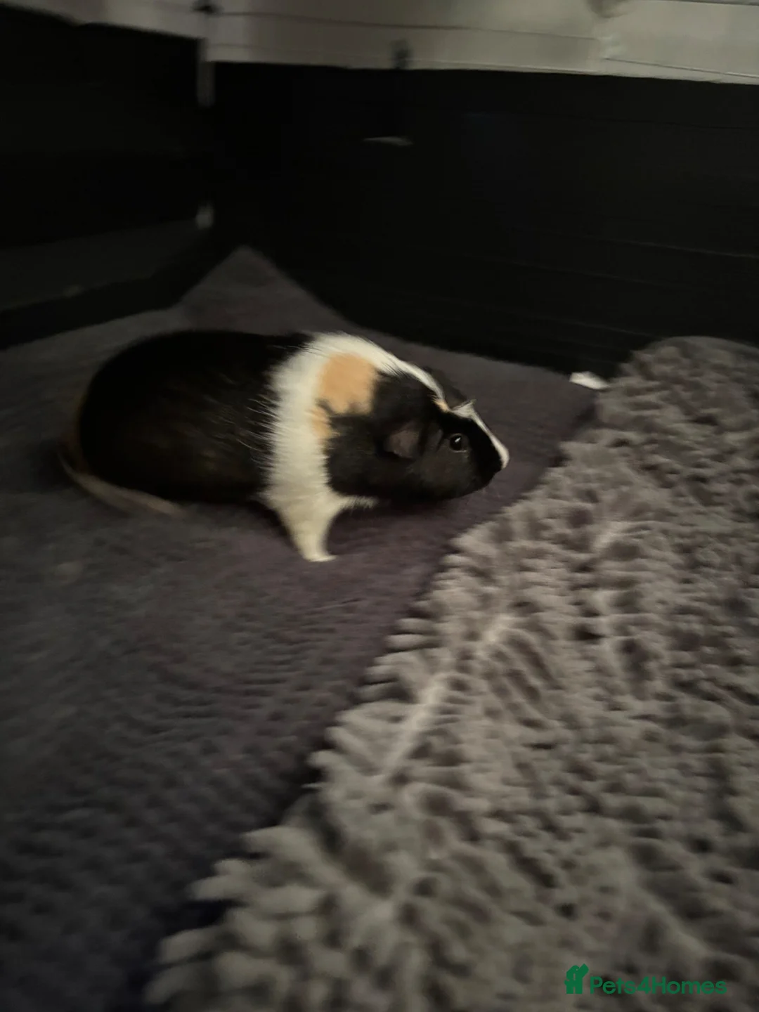 Guinea Pig rodents for sale: Pair of bonded boars for rehoming - Advert 5