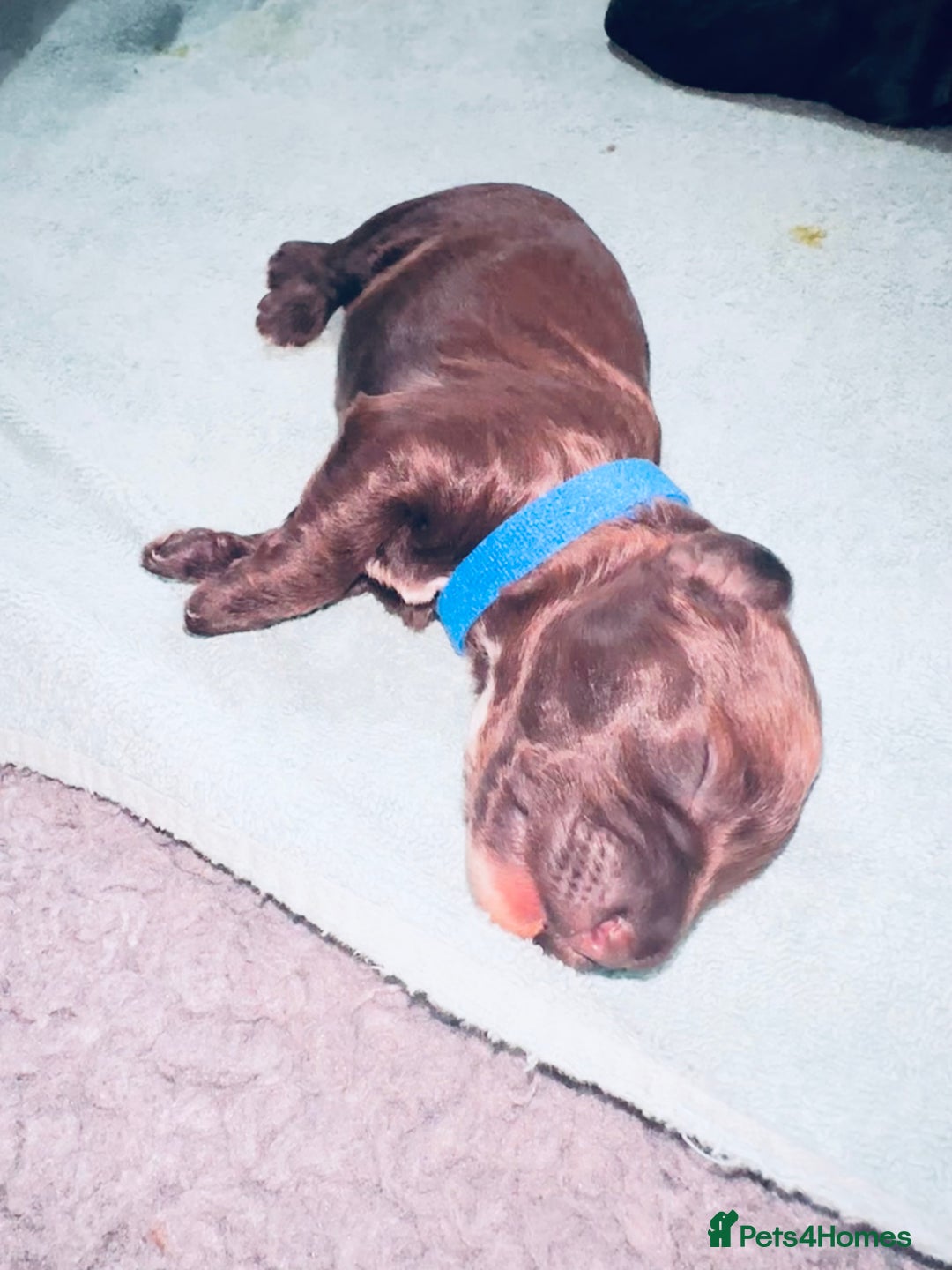 Cockapoo dogs for sale: Merle/ Red and Chocolate brown cockapoo puppies - Advert 11