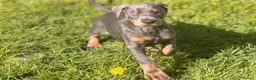 Dobermann dogs for stud: KC reg health tested Stud carries brown and dilute in Stockton-on-Tees - Advert 17