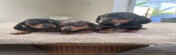 Miniature Dachshund dogs for sale: *** 3 beautiful mini dachshunds ** - Advert 6