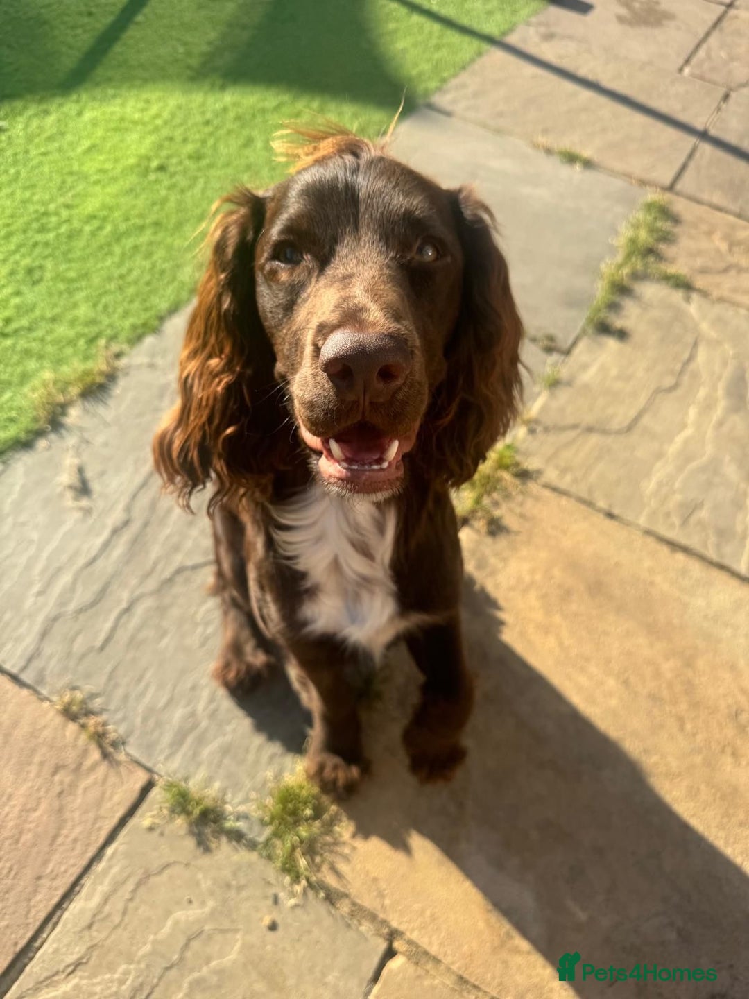 Sprocker dogs for stud: Stunning Cocker Spaniel Cross for Stud  - Image 4