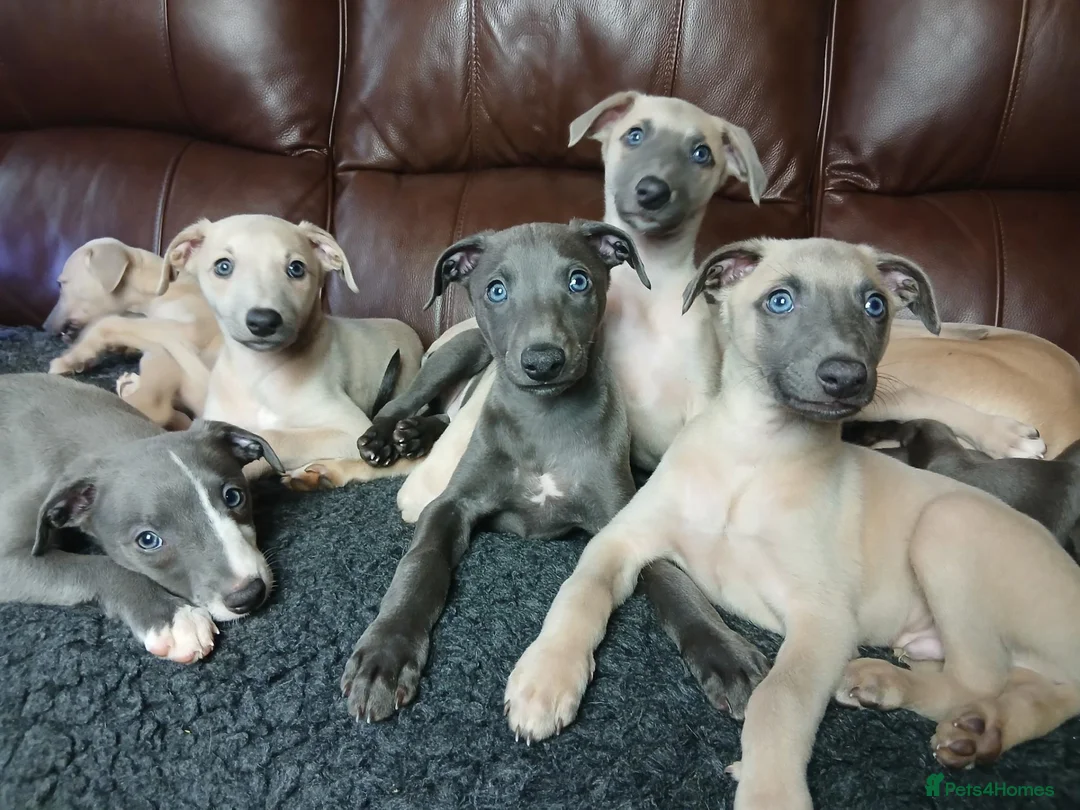 Whippet dogs for sale: High Quality Whippet pups Crufts - Advert 1