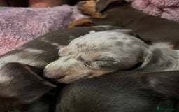 Dachshund dogs for sale: Beautiful miniature dachshunds  - Image 10