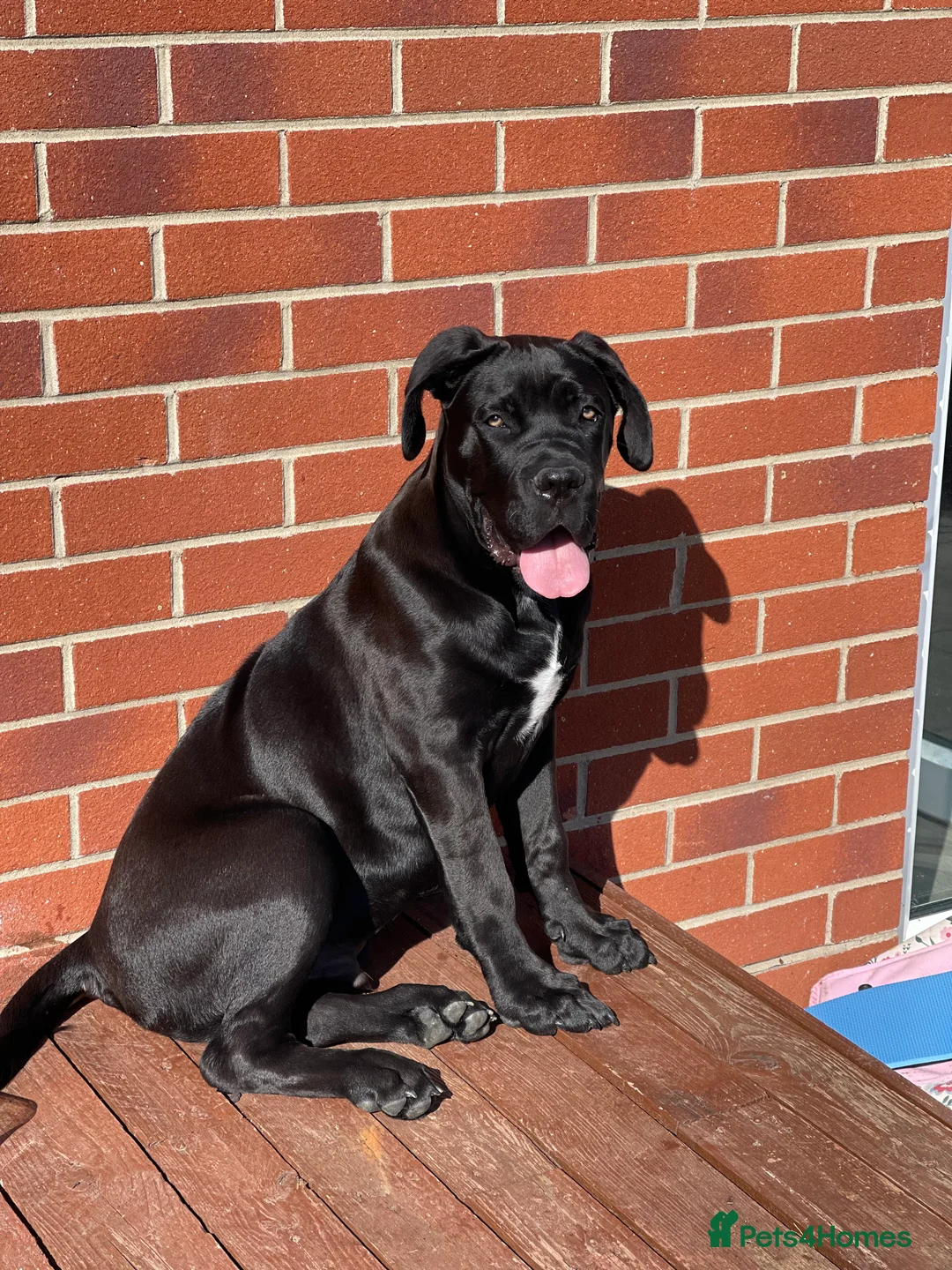 Cane Corso dogs for stud: Roger in Colchester - Advert 17