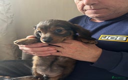 Miniature Dachshund dogs for sale: 2 left of a litter of 6 - Image 3