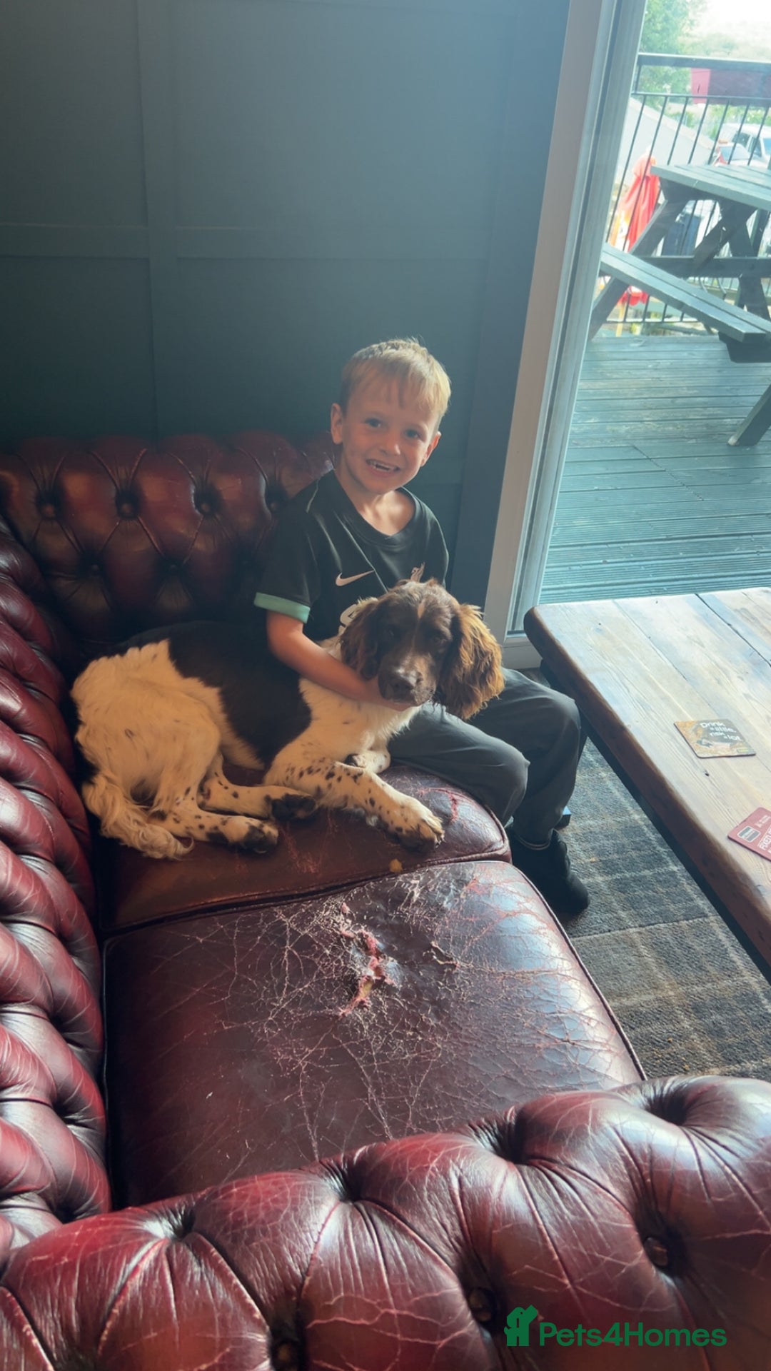 English Springer Spaniel dogs for sale: Jax the springer spaniel - Image 1