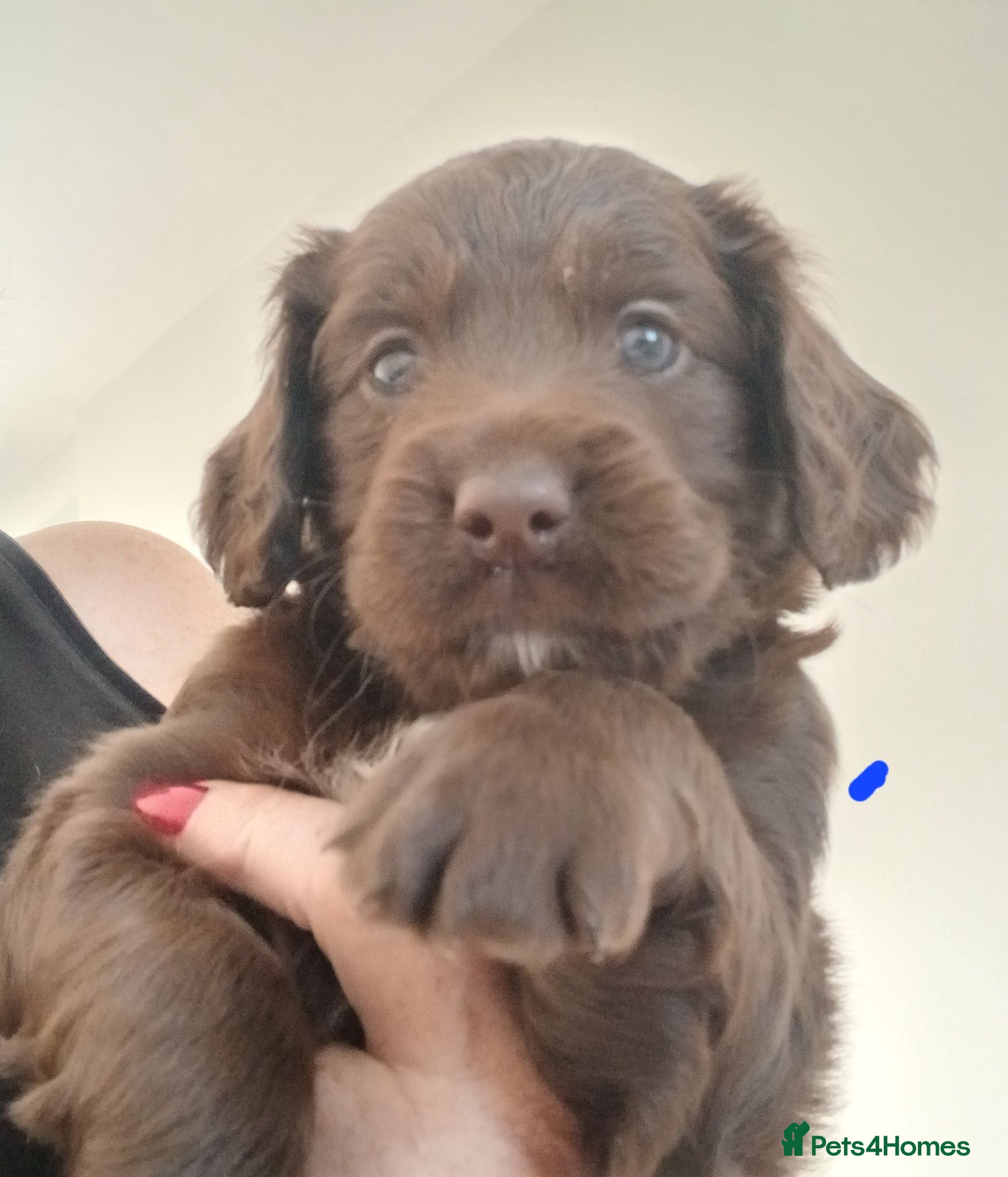Cocker Spaniel dogs Cocker spaniels puppies  - Advert 4