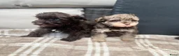 Schnoodle dogs for sale: Tiny Schnoodle Puppies 💙+ 🩷 - Advert 9