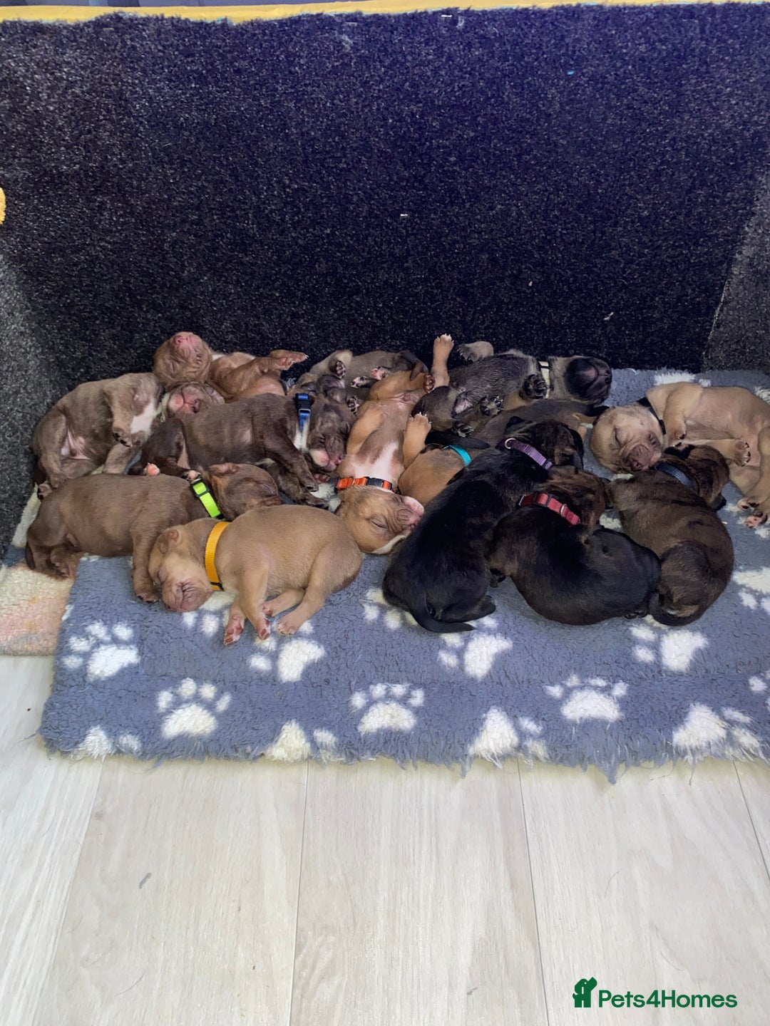 Mixed Breed dogs for sale: Female puppy  - Advert 6