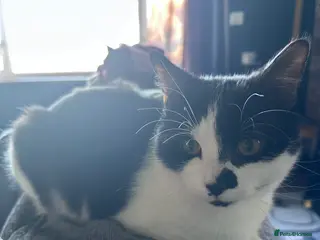 Mixed Breed cats Tigger male cat - Advert 2