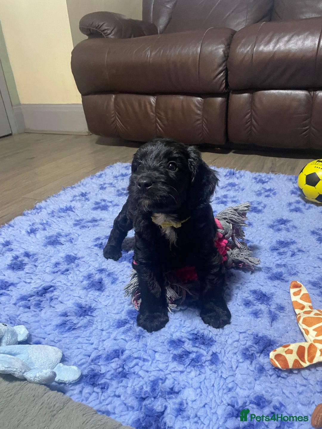 Cockapoo dogs for sale: Very Similar to the cockapoo Sproodle puppies - Image 7