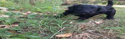 Mixed Breed dogs for sale: Adorable labradoodle X colliedoodle pups in Exeter - Advert 3