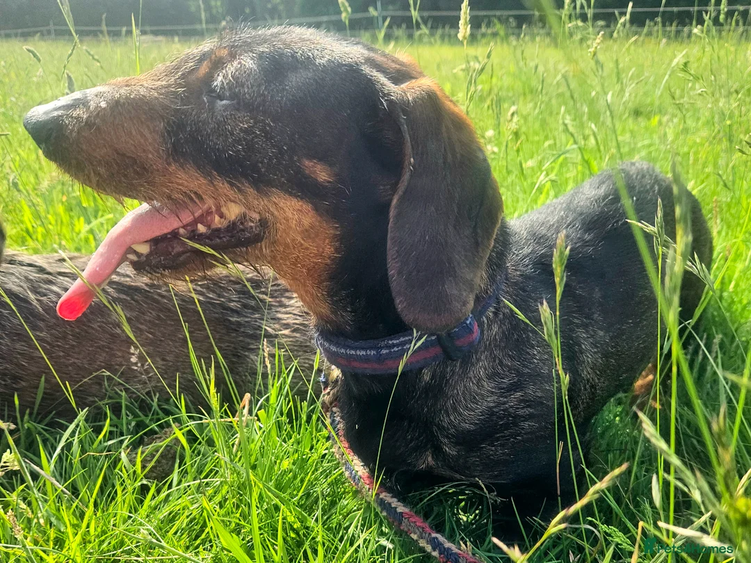 Dachshund dogs for sale: Razzle – 5-Year-Old KC Registered Teckel Bitch - Advert 7