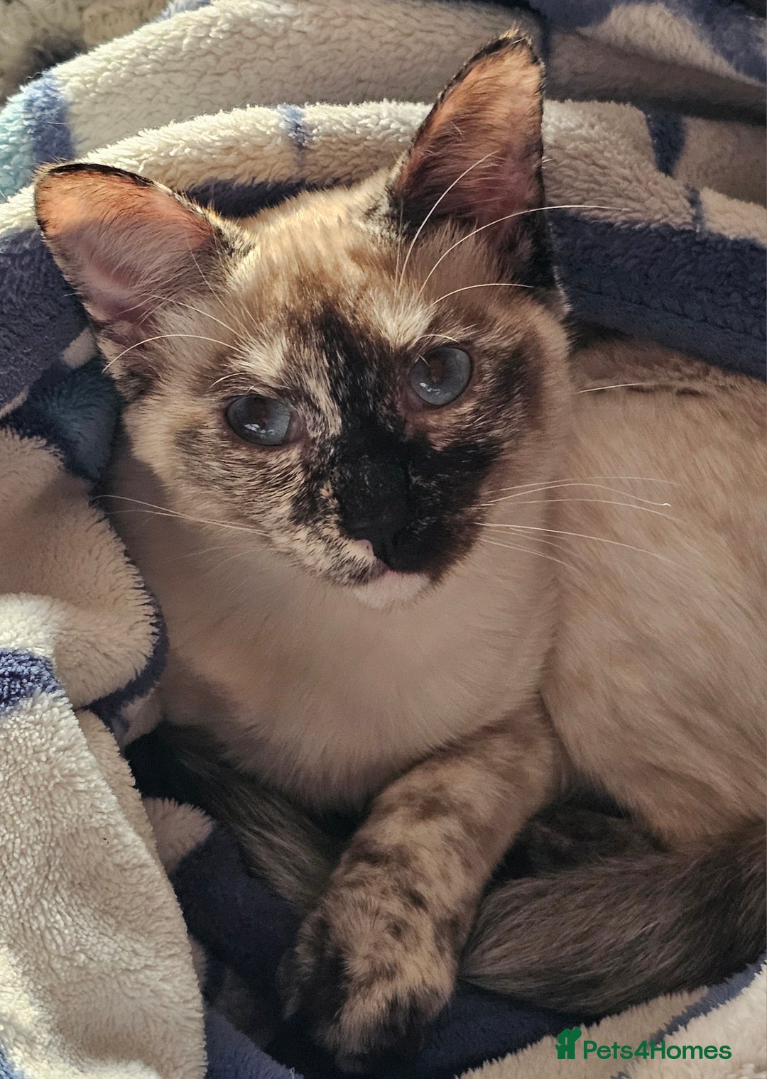 Sphynx cats for sale: Sphynx x Siamese kittens - Advert 1