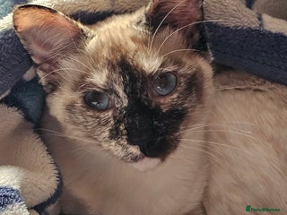 Sphynx cats Sphynx x Siamese kittens - Advert 12