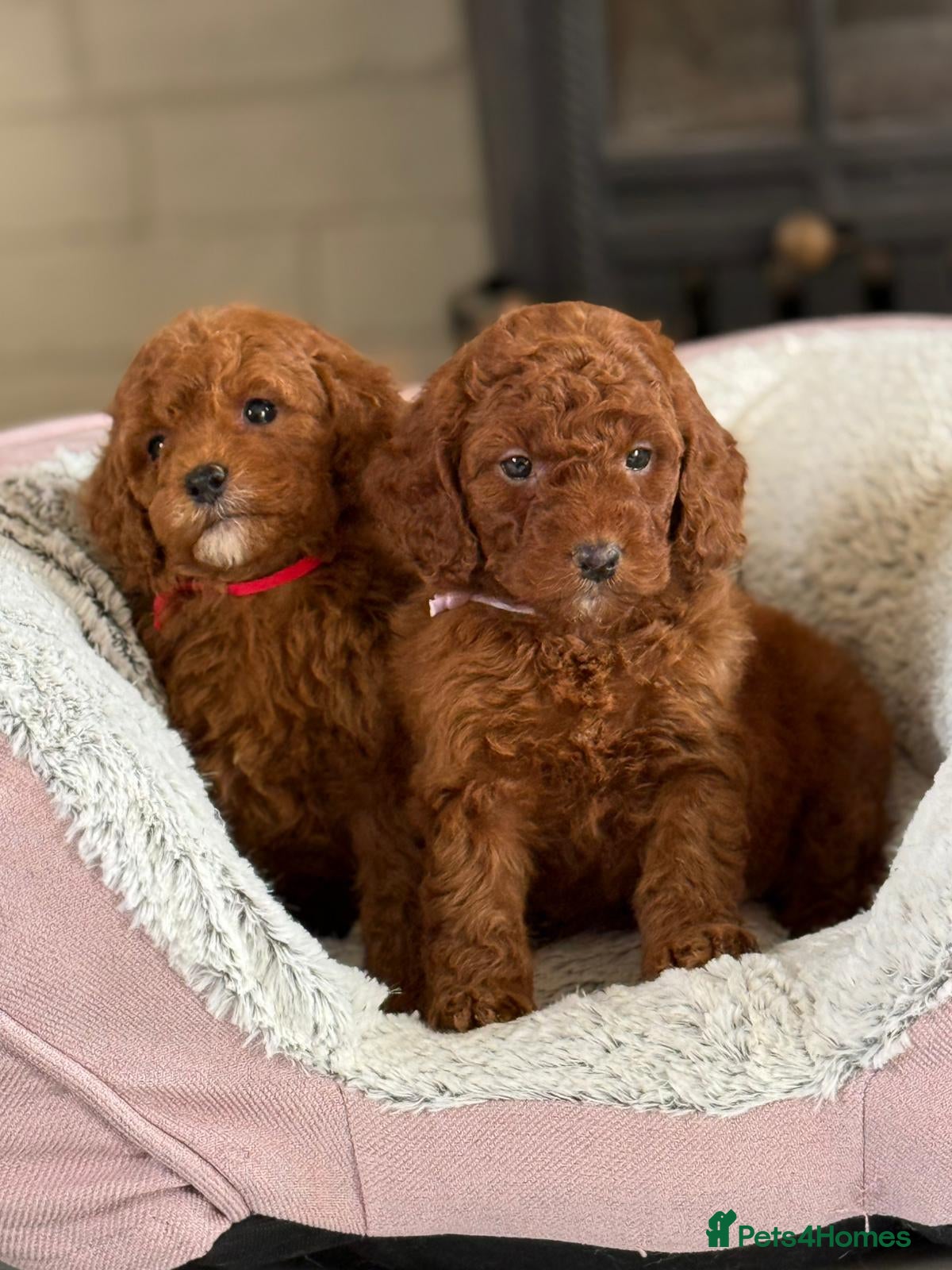 Cavapoo dogs Ruby Red ❤️ Health tested Cavapoos  - Advert 1