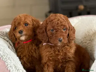 Cavapoo dogs Ruby Red ❤️ Health tested Cavapoos - Advert 1