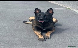 Belgian Shepherd Dog dogs for sale: Belgian Malinois Puppies - Image 8