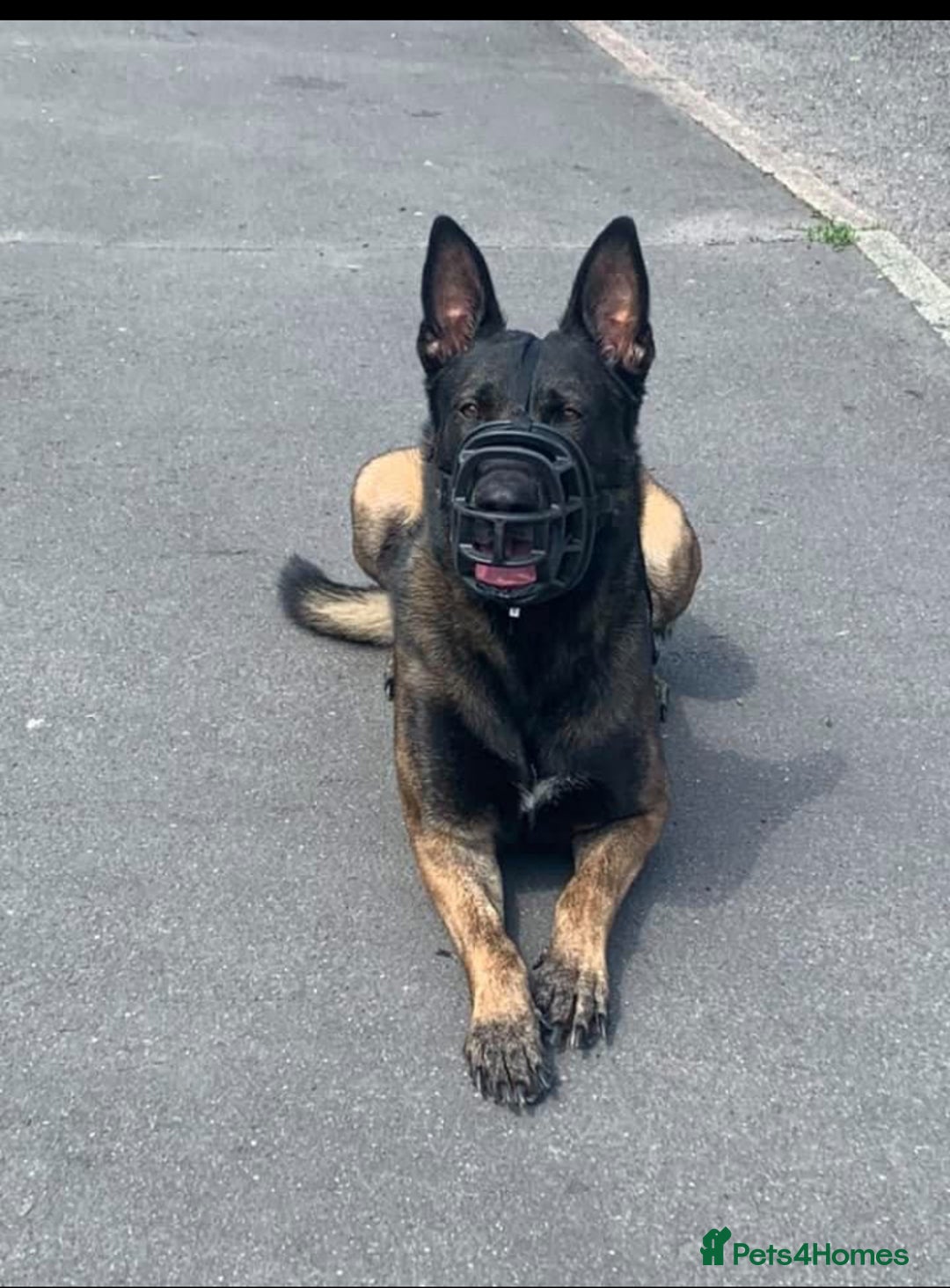 Belgian Shepherd Dog dogs for sale: Belgian Malinois Puppies - Image 8