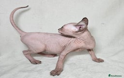 Sphynx cats for sale: Charming Tortie Kitten with TICA is ready now! - Image 10