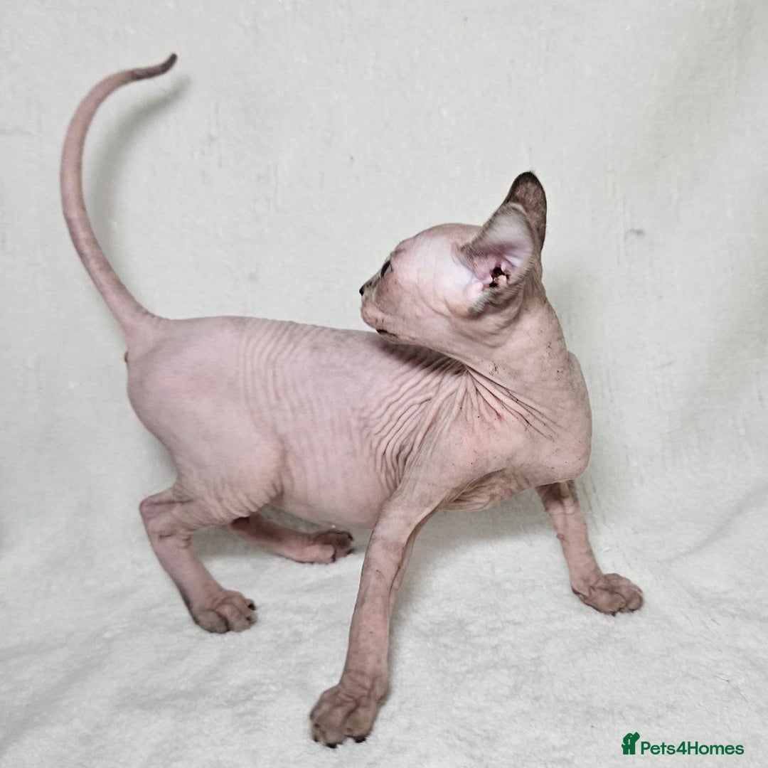 Sphynx cats for sale: Charming Tortie Kitten with TICA is ready now! - Image 10