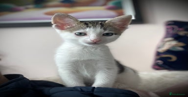 Mixed Breed cats - Advert 12