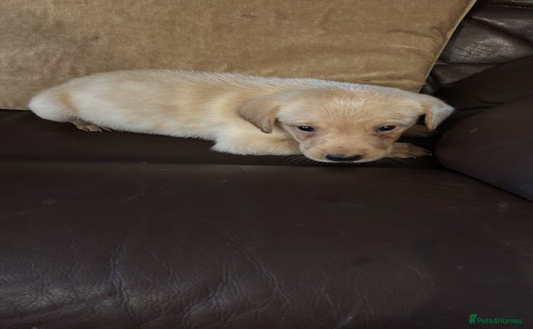 Labrador Retriever dogs - Advert 2
