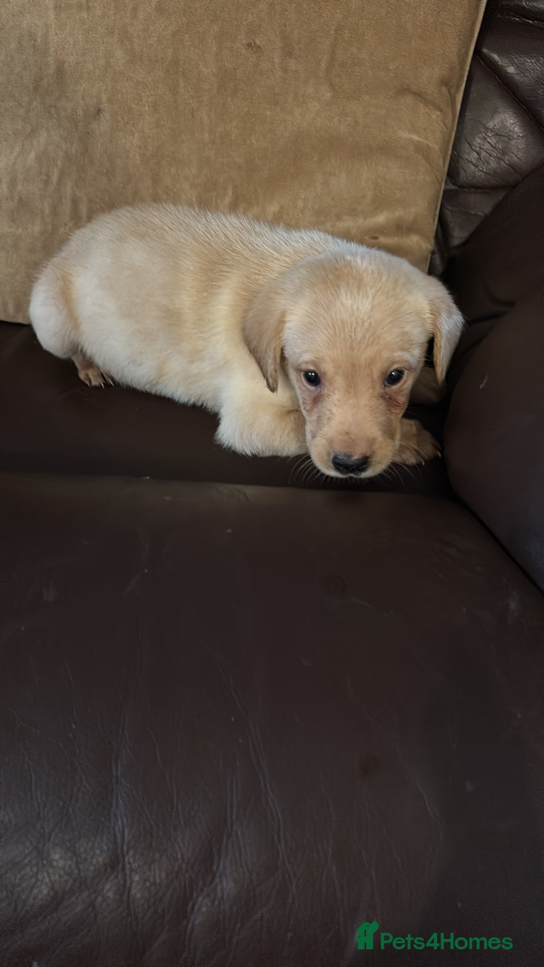 Labrador Retriever dogs for sale: Kc Labradors pups forsale  - Image 1