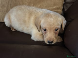 Labrador Retriever dogs - Advert 34