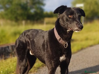 Lurcher dogs Lurcher for stud - Advert 1