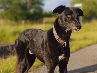 Lurcher dogs Lurcher for stud - Advert 1