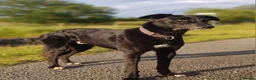 Lurcher dogs for stud: Lurcher for stud  - Advert 1