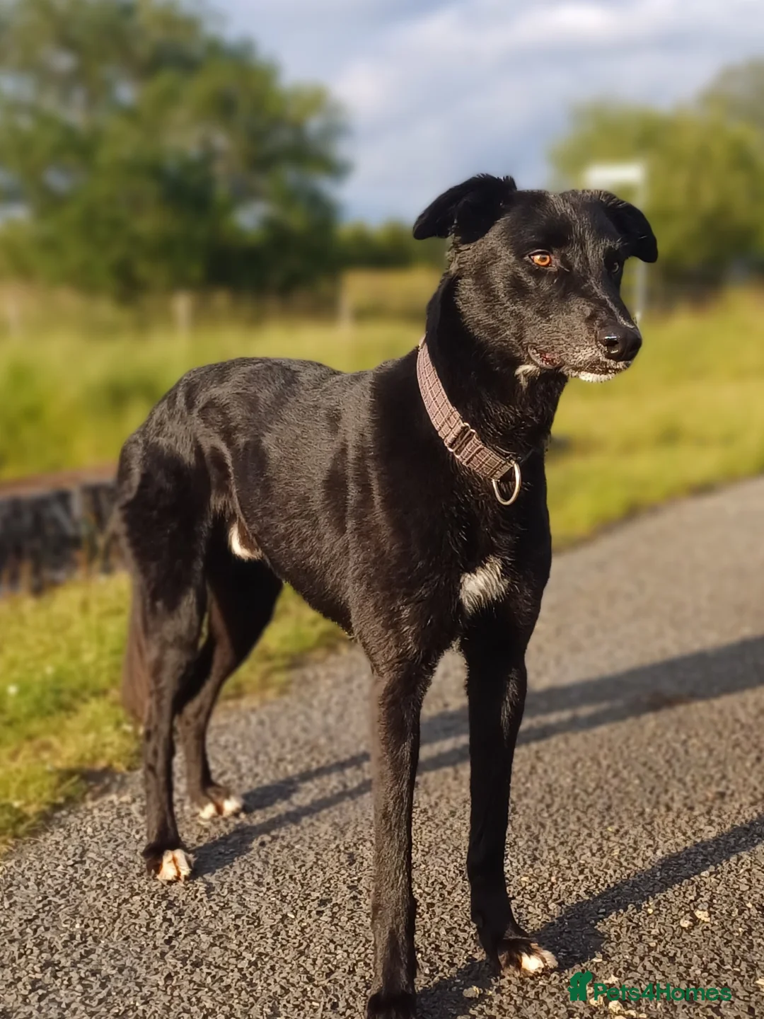 Lurcher dogs for stud: Lurcher for stud  - Advert 1