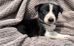Border Collie dogs for sale: Border Collie Puppies for sale - Image 5