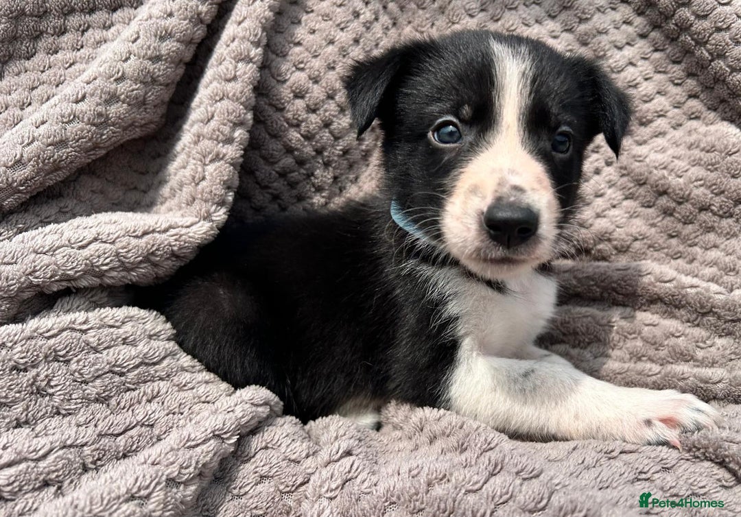 Border Collie dogs for sale: Border Collie Puppies for sale - Image 5