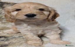 Cockapoo dogs for sale: Beautiful F1 Cockapoo puppies DNA clear - Image 10