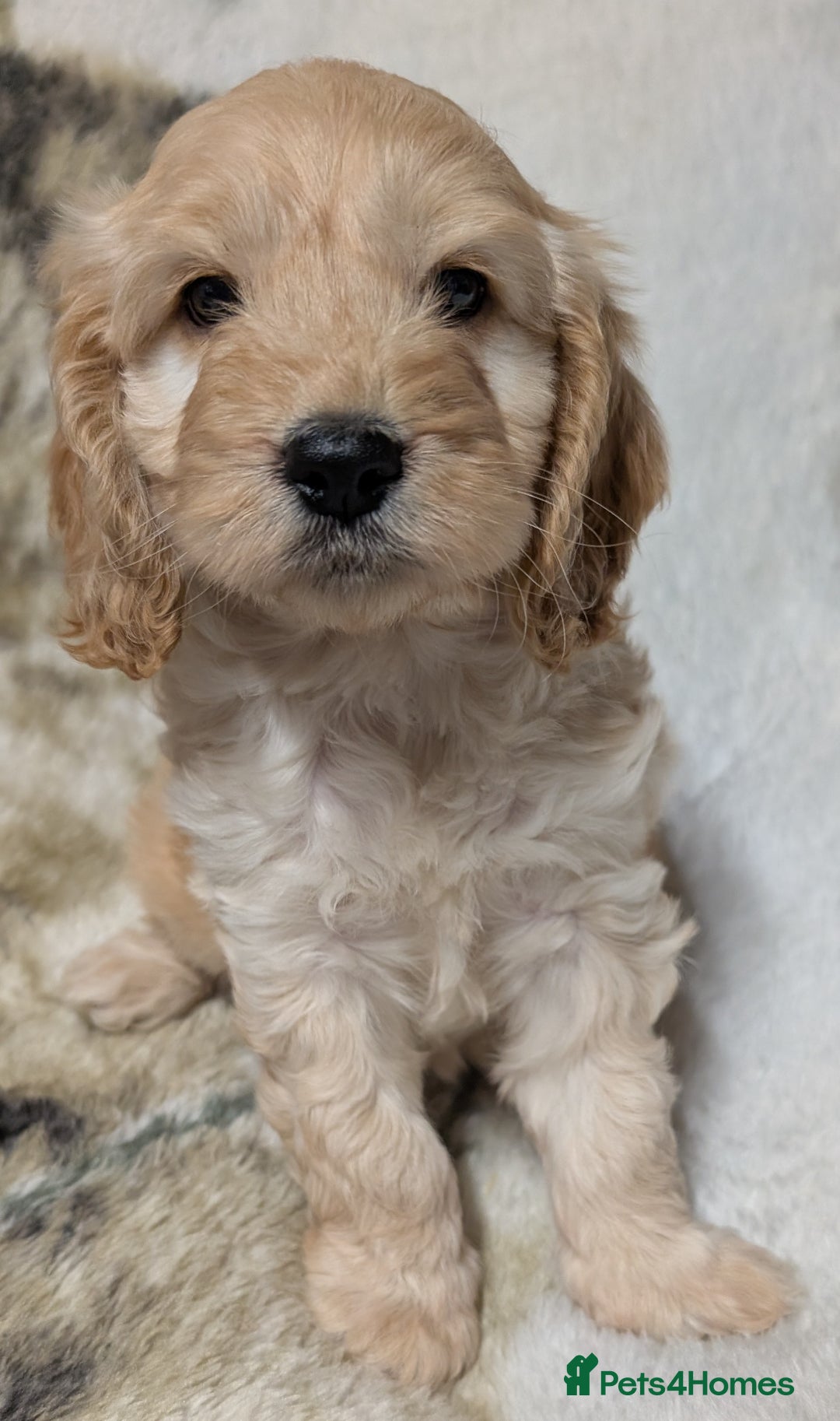 Cockapoo dogs for sale: Beautiful F1 Cockapoo puppies DNA clear - Image 10