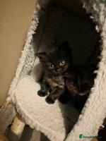 British Longhair cats Beautiful British longhair kittens - Advert 4