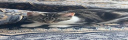 Domestic Shorthair cats for sale: Domestic shorthair kitten 4-5 month old  - Advert 3