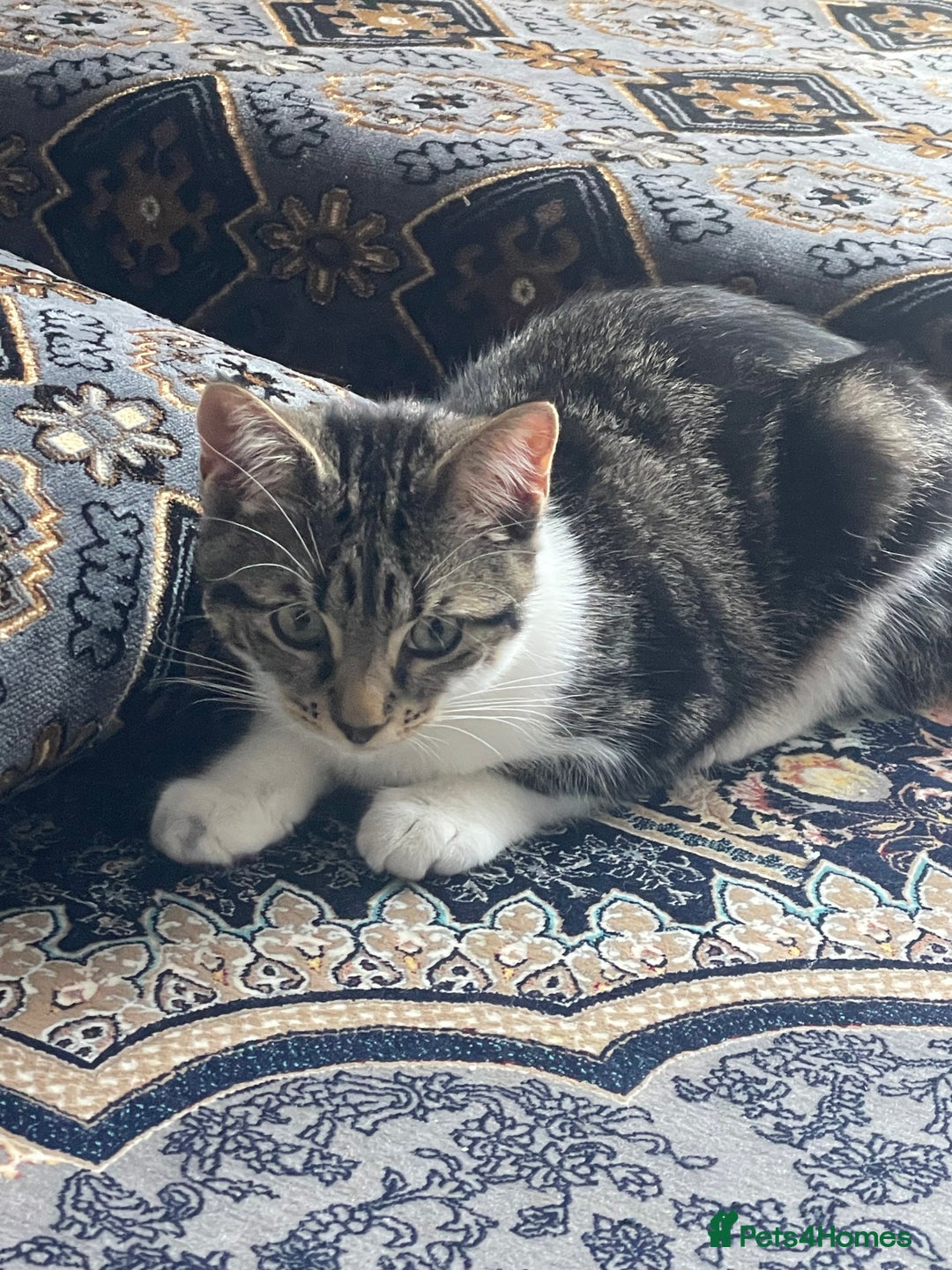 Domestic Shorthair cats for sale: Domestic shorthair kitten 4-5 month old  - Advert 3