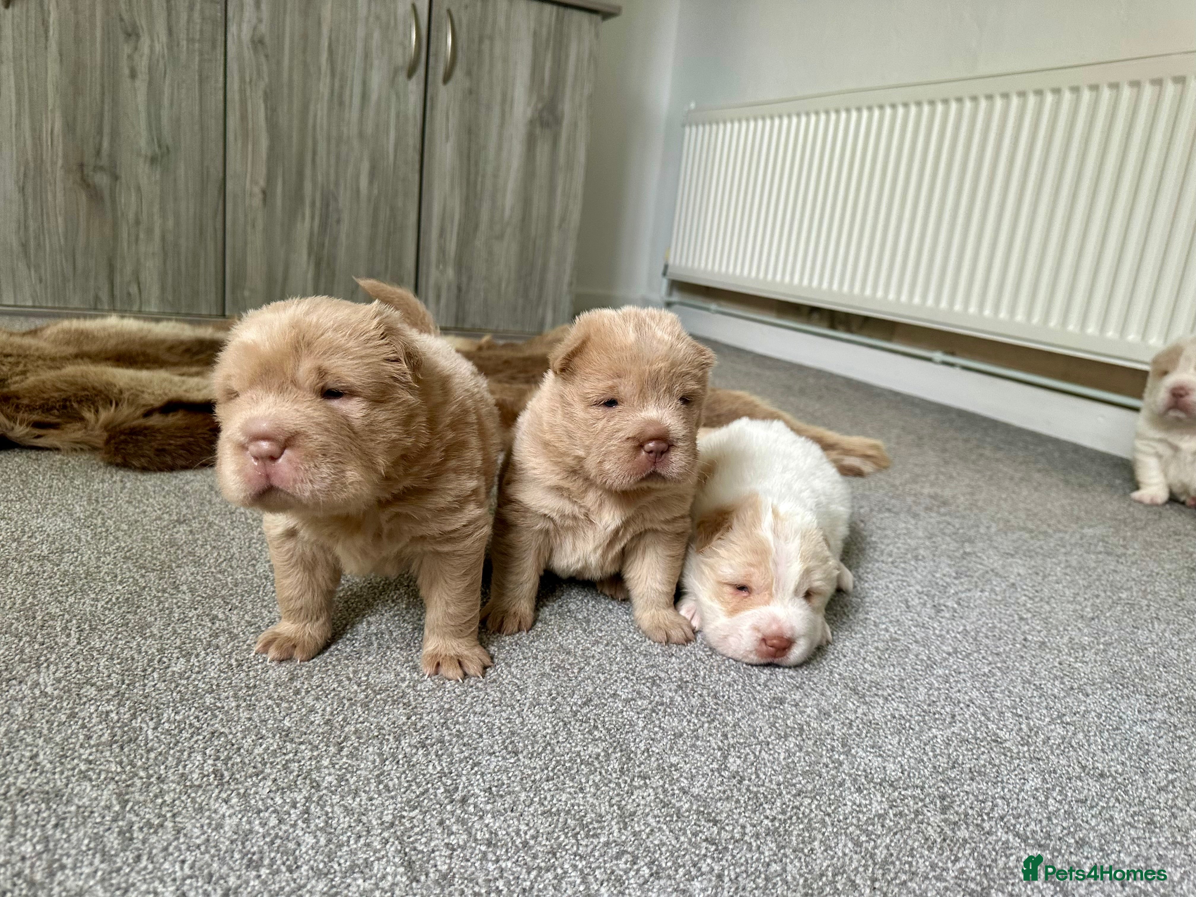 Shar Pei dogs Top quality bear coat sharpei  - Advert 11