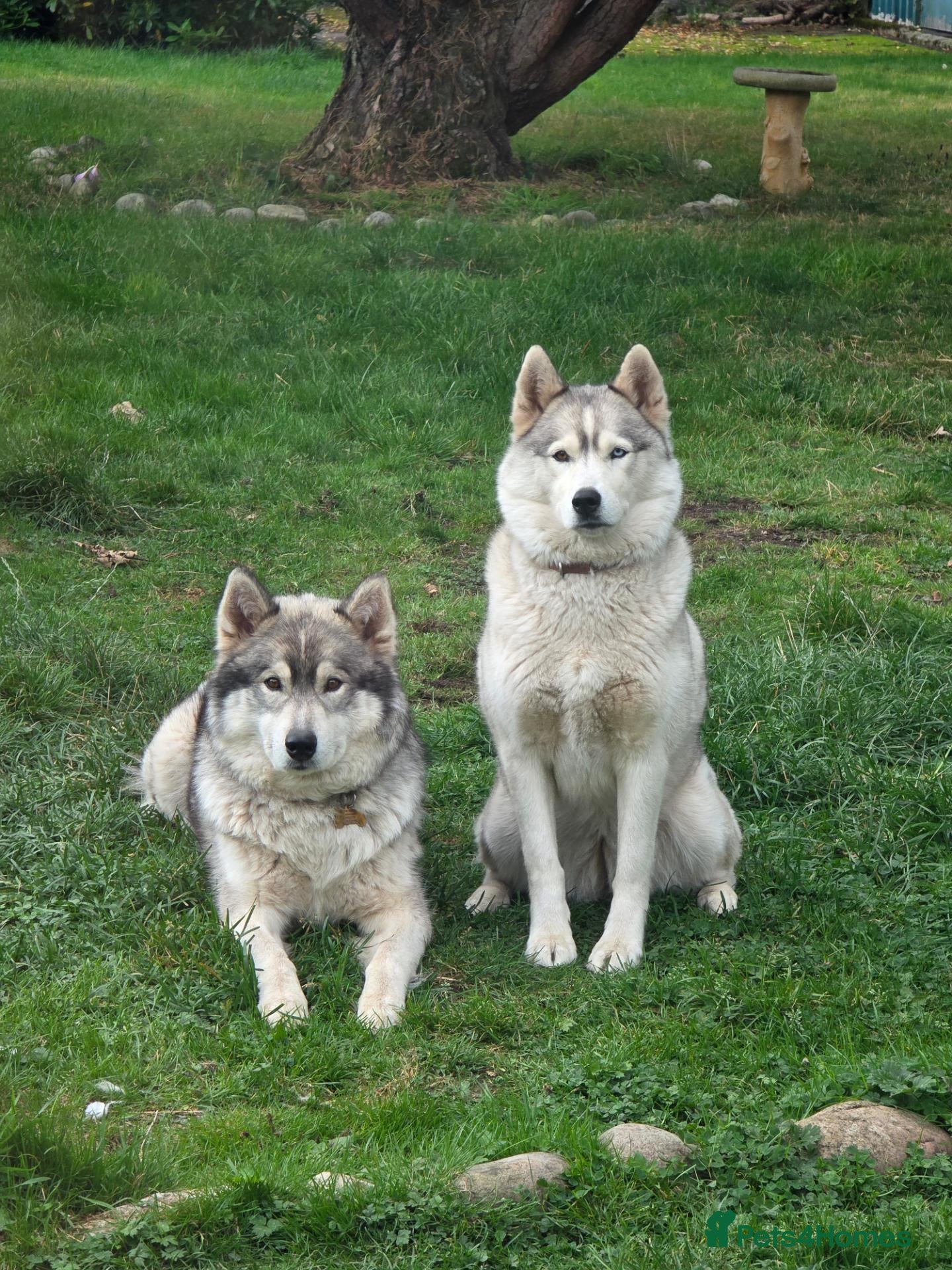 Utonagan dogs Twin Litter Mates for Rehome - Advert 2