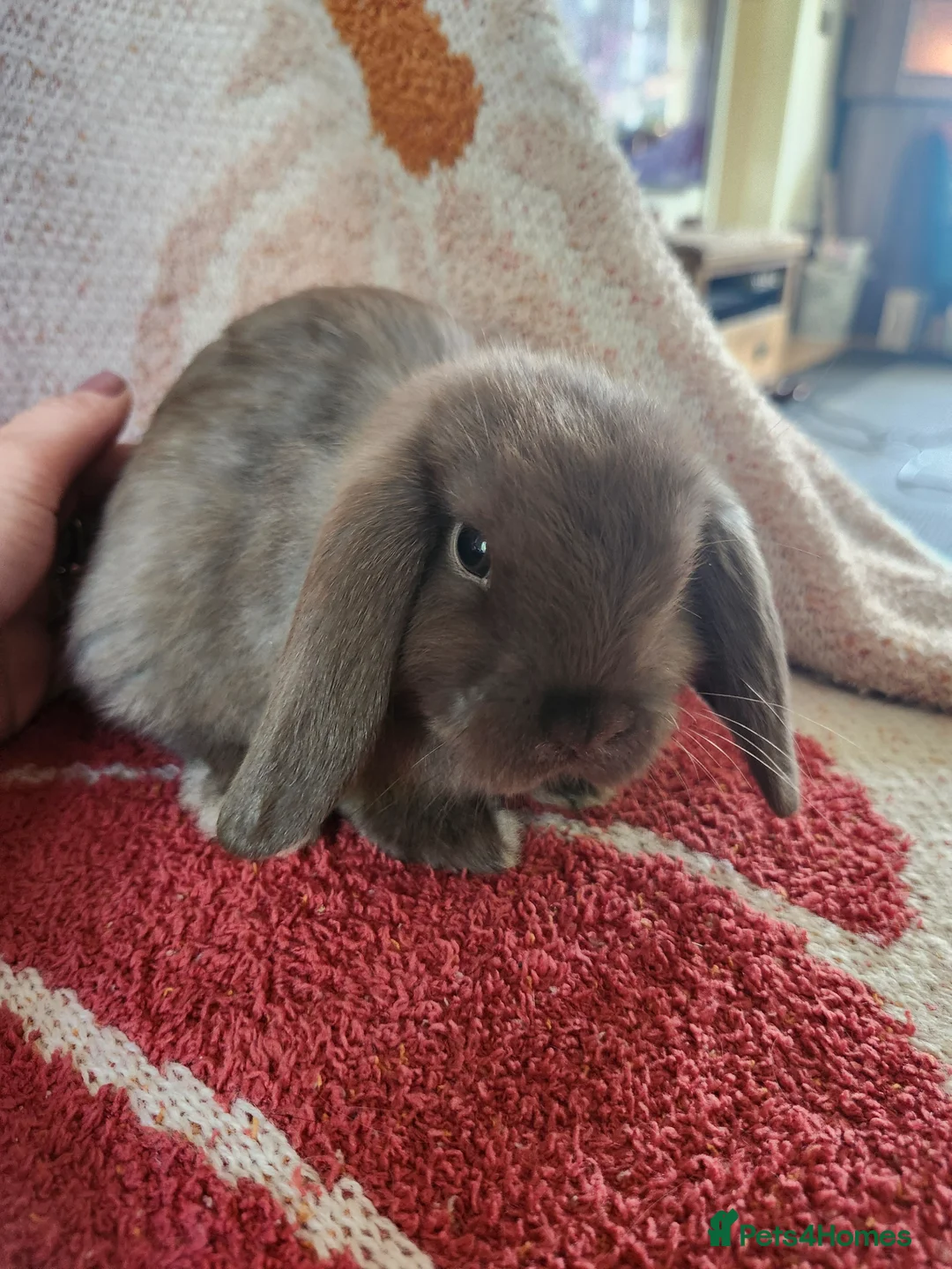 Mini Lop rabbits for sale: Beautiful mini lops, smoke and chocolate sable - Advert 2