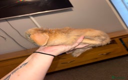 Mini Lion Lop rabbits for sale: Mini lion lop looking for home  - Advert 3