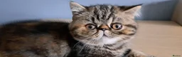 Exotic cats for sale: Gorgeous Exotic kittens - Advert 3