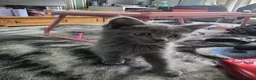 Persian cats for sale: Gorgeous Persian x Kittens Ready now  - Advert 24