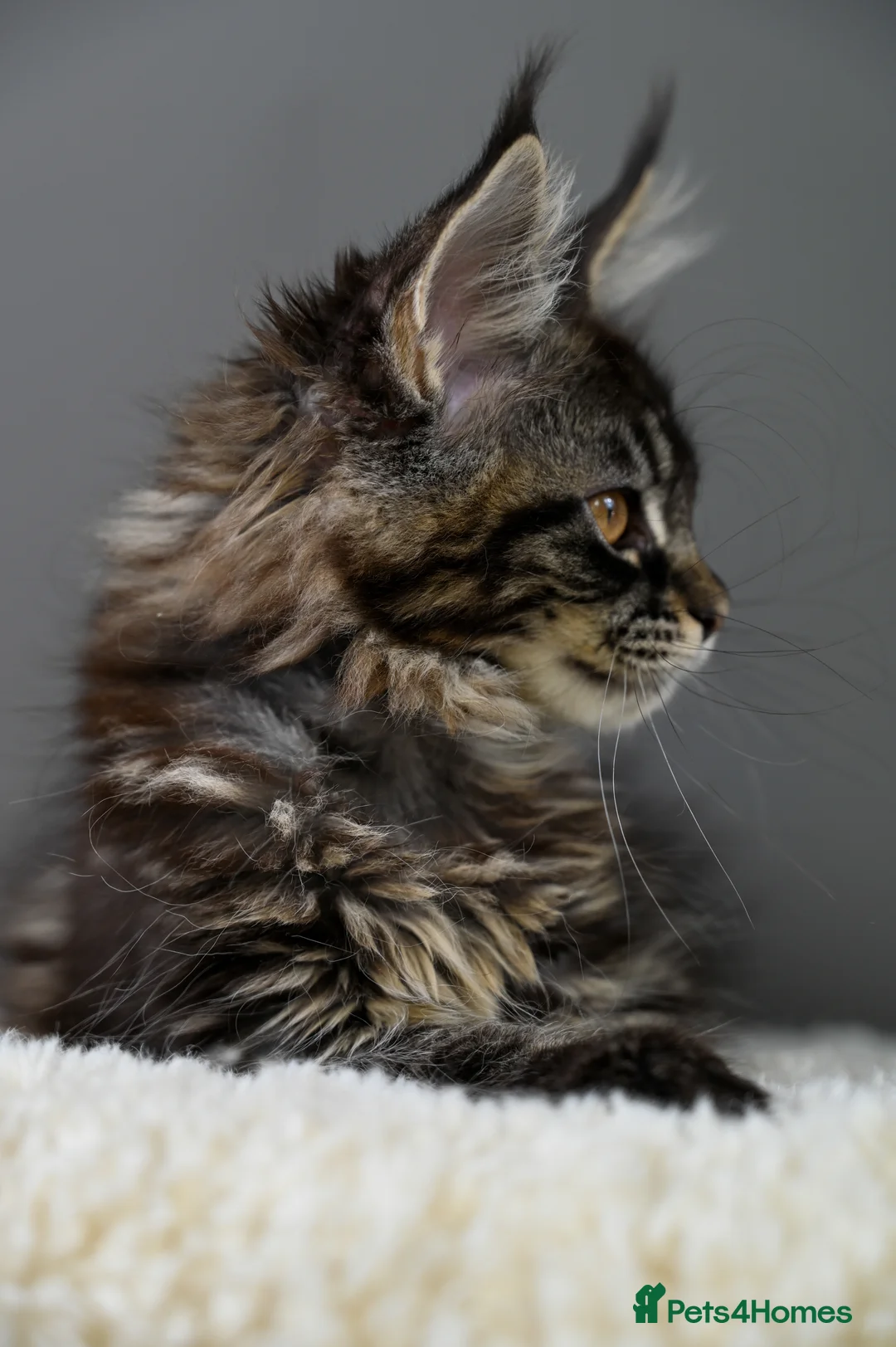 Maine Coon cats for sale: 🧬 STUNNING KITTENS - TICA REGISTERED 🎖️ - Advert 15