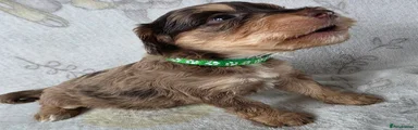 Cockapoo 1